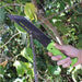 Sawback Praying Mantis Hunting Knife - Medieval Depot